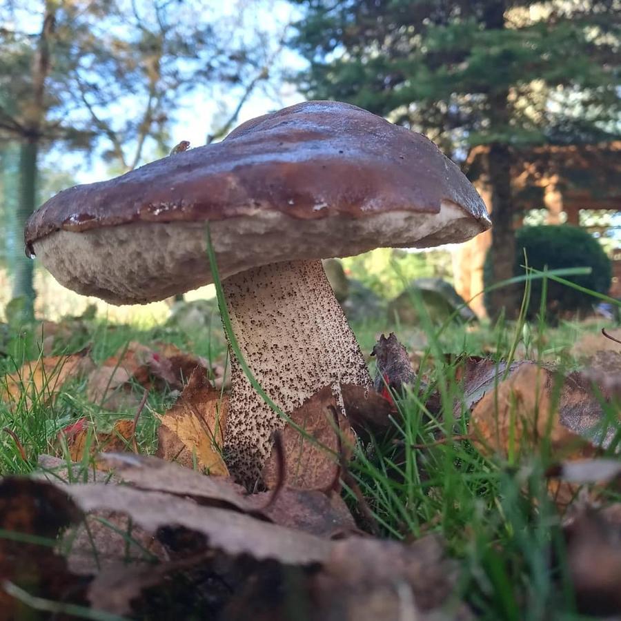 Agroturystyka Pod Debem Jonkowo Esterno foto