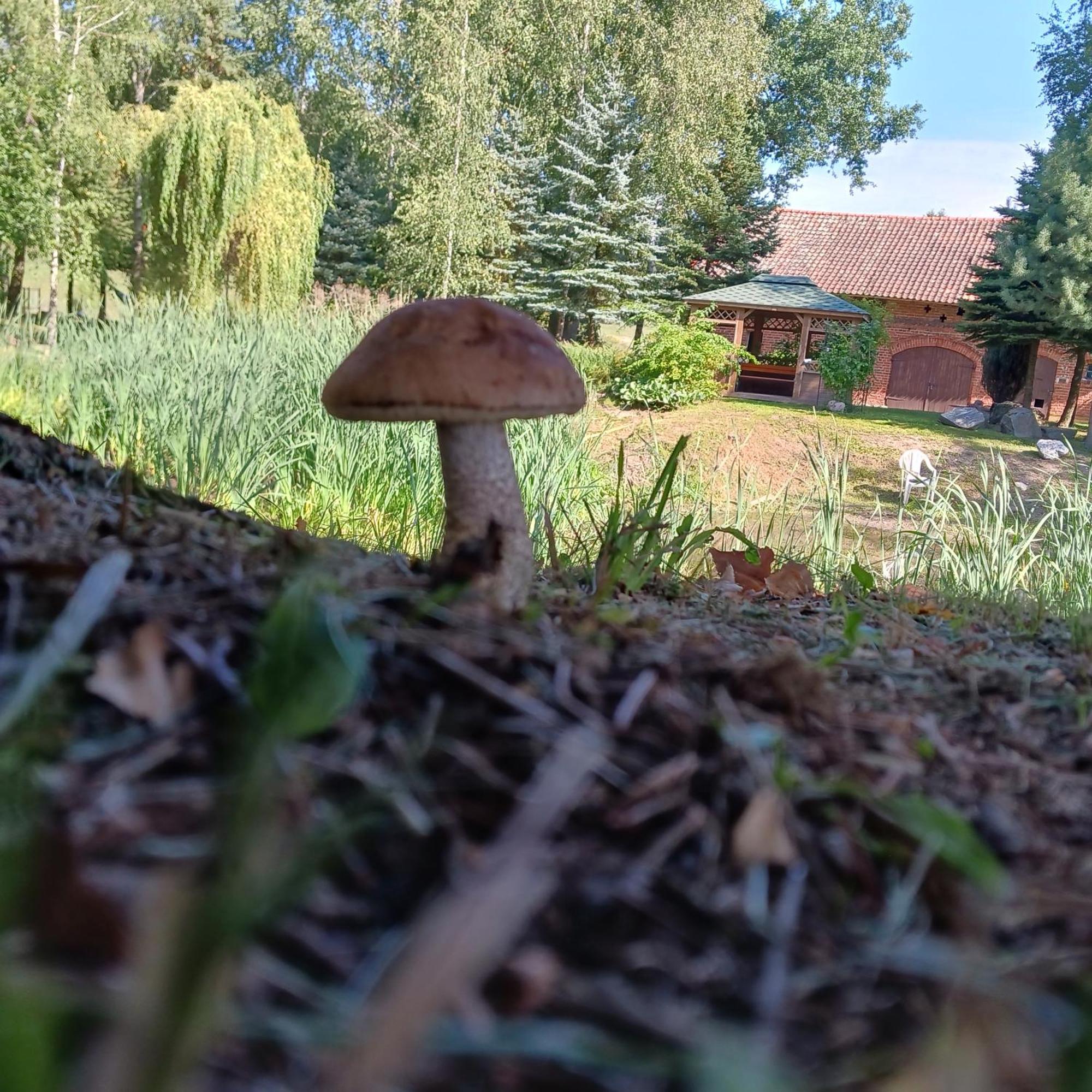 Agroturystyka Pod Debem Jonkowo Esterno foto