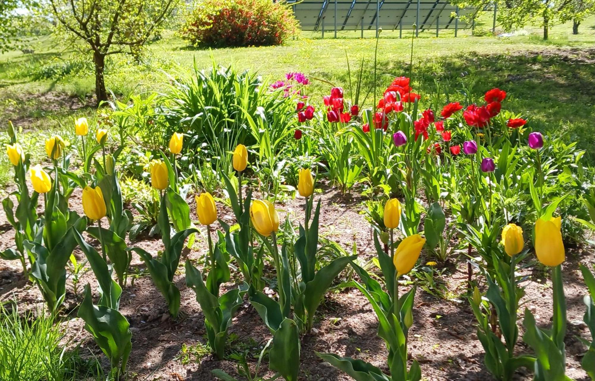 Agroturystyka Pod Debem Jonkowo Esterno foto
